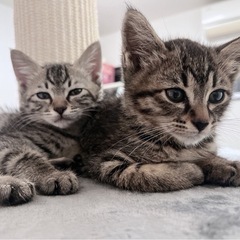 子猫の預かりボランティアさん急募です