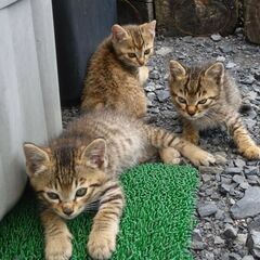 キジトラ4匹　保護猫　1ヶ月〜2ヶ月子猫の里親募集