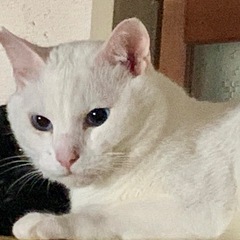 真っ白のプルーアイ
