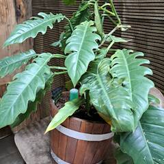 【店舗より直接販売】観葉植物 破格出品！鉢付きそのまま持ち…