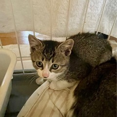 ②キジ白メス