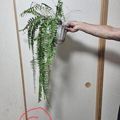 シダ ネフロレピス ペンジュラ 6号鉢 ② ネフロレピス・ペンジュラ 6号鉢サイズ ※プラスチック吊り鉢