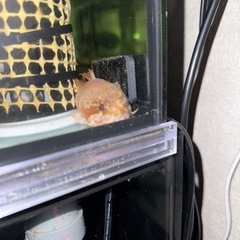 海水魚
オレンジトードフィッシュの画像