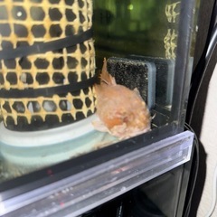 海水魚
オレンジトードフィッシュの画像