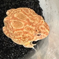 クランウェルツノガエル　アプリコット　アルビノの画像