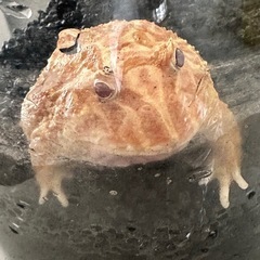 クランウェルツノガエル　アプリコット　アルビノの画像