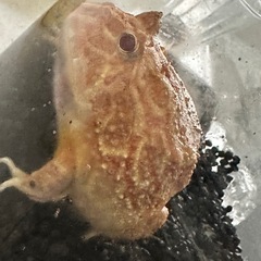 クランウェルツノガエル　アプリコット　アルビノの画像