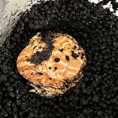クランウェルツノガエル　アプリコット　アルビノの画像