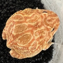 クランウェルツノガエル　アプリコット　アルビノ