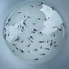 6/28、29限定　メダカ　ルーナ黒×ミッドナイトフリル　稚魚20匹