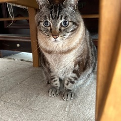 ビビくん