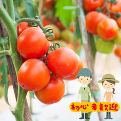＼日払い・1日OK！／未経験者大歓迎！ミニトマトの収穫作業