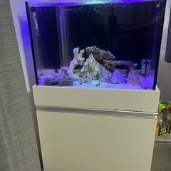 60センチ水槽　生体もすべての画像