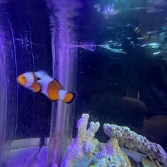 60センチ水槽　生体もすべての画像