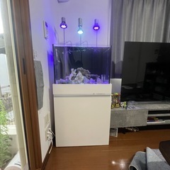 60センチ水槽　生体もすべての画像