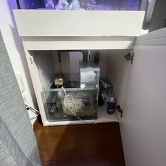 60センチ水槽　生体もすべての画像