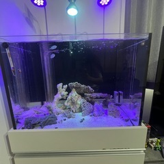 60センチ水槽　生体もすべて