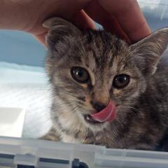 捨て猫拾いました