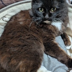 黒猫 里親様募集