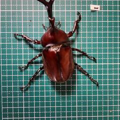 国産カブトムシ　オス①