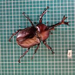 国産カブトムシ　オス②