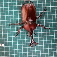 カブトムシ　オス⑥