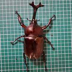 国産カブトムシ　オス④