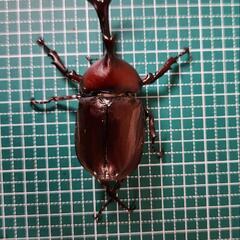 国産カブトムシ　オス③
