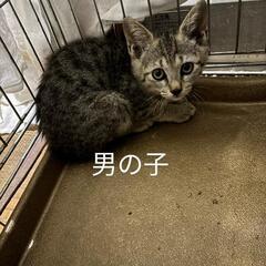 キジトラ兄妹里親募集