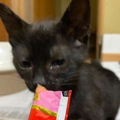 ※ご予約頂きました。　　2ヶ月くらい黒猫の男の子