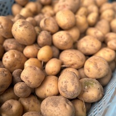 【新じゃが】キタアカリ　1kg
