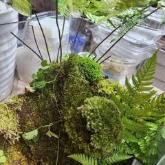 苔テラリウム　の画像