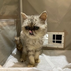 エキゾチックショートヘア　猫　6才　その4