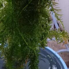 アナカリスとマツモの画像