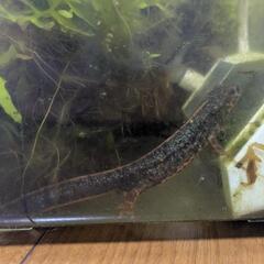 イモリと飼育セット（水槽、水草、フィルタ、エサ）の画像
