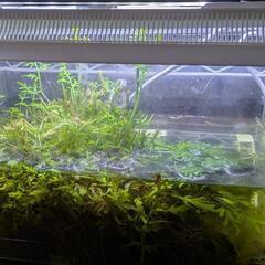 イモリと飼育セット（水槽、水草、フィルタ、エサ）の画像