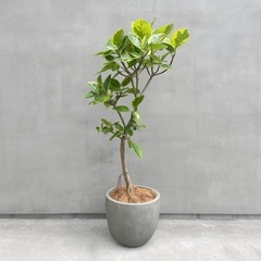 観葉植物 フィカス アルテシマ