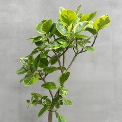 観葉植物 フィカス アルテシマの画像