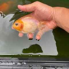 シルクstオランダ
の画像