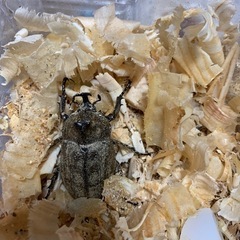 サビイロカブトペア
の画像