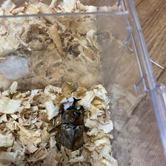 サビイロカブトペア
の画像