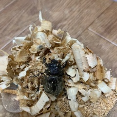 サビイロカブトペア
の画像