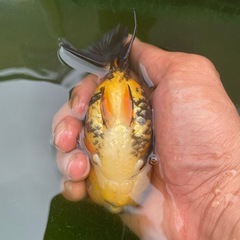 タイガーstオランダの画像