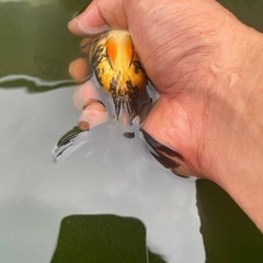 タイガーstオランダの画像