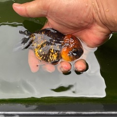 タイガーstオランダの画像