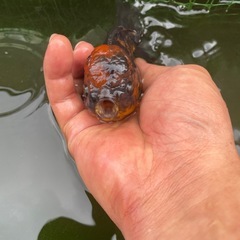 タイガーstオランダの画像