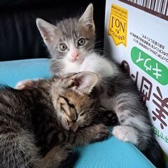 里親さん決定しました。