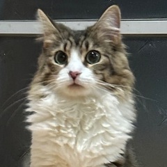 ノルウェージャン