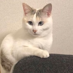 懐っこい女の子です♡