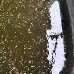 20匹1000円　ブランドメダカ　MIX 稚魚ミジンコウキクサ付き！